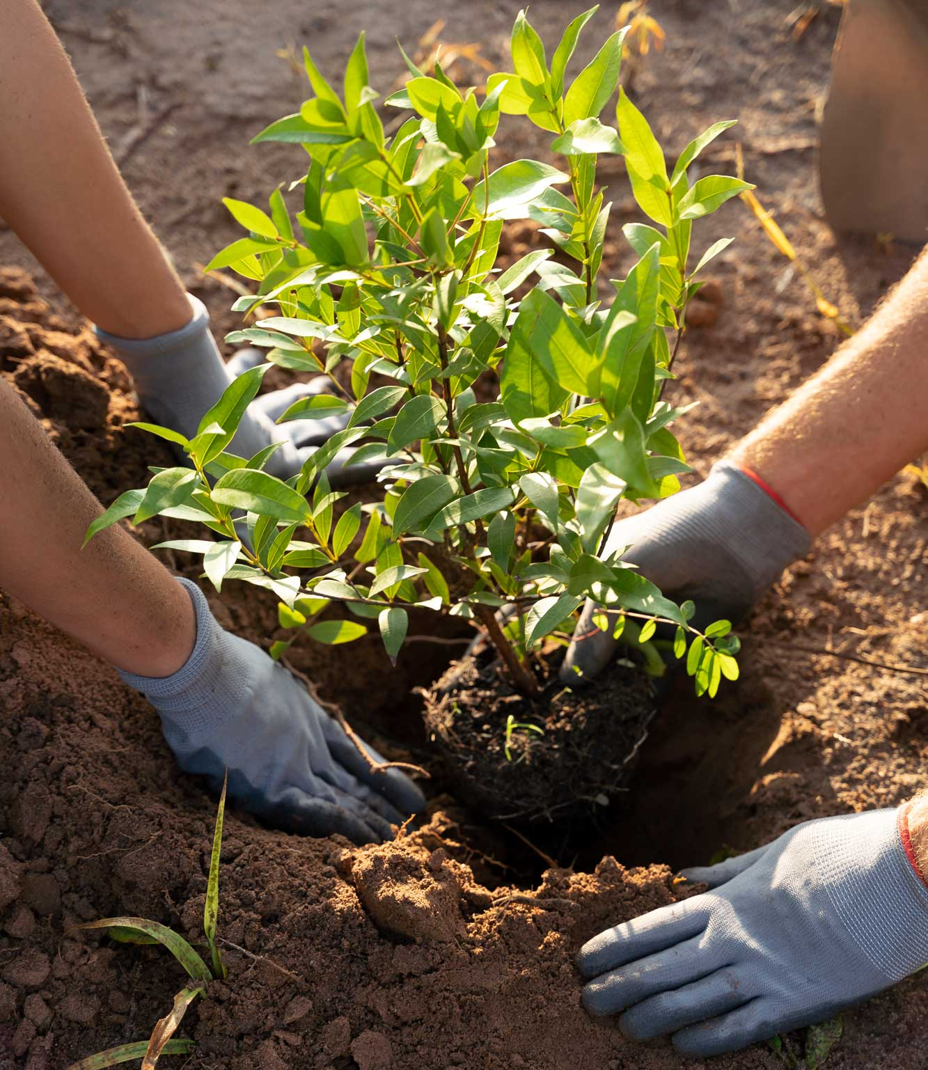 menschen die baume auf dem land pflanzen