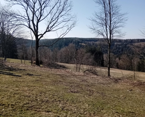 Heckenpflege Morgensternhöhe