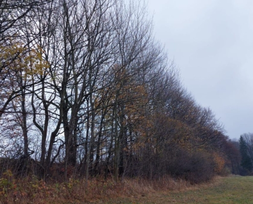 Heckenpflege Morgensternhöhe