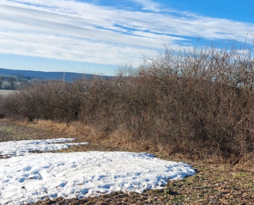 Heckenpflege Seiffen