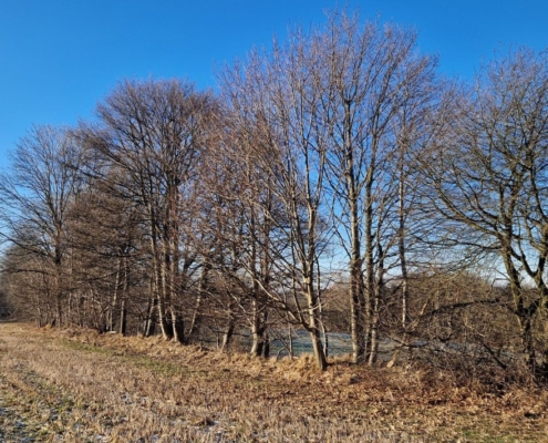 Heckenpflege Zöblitz