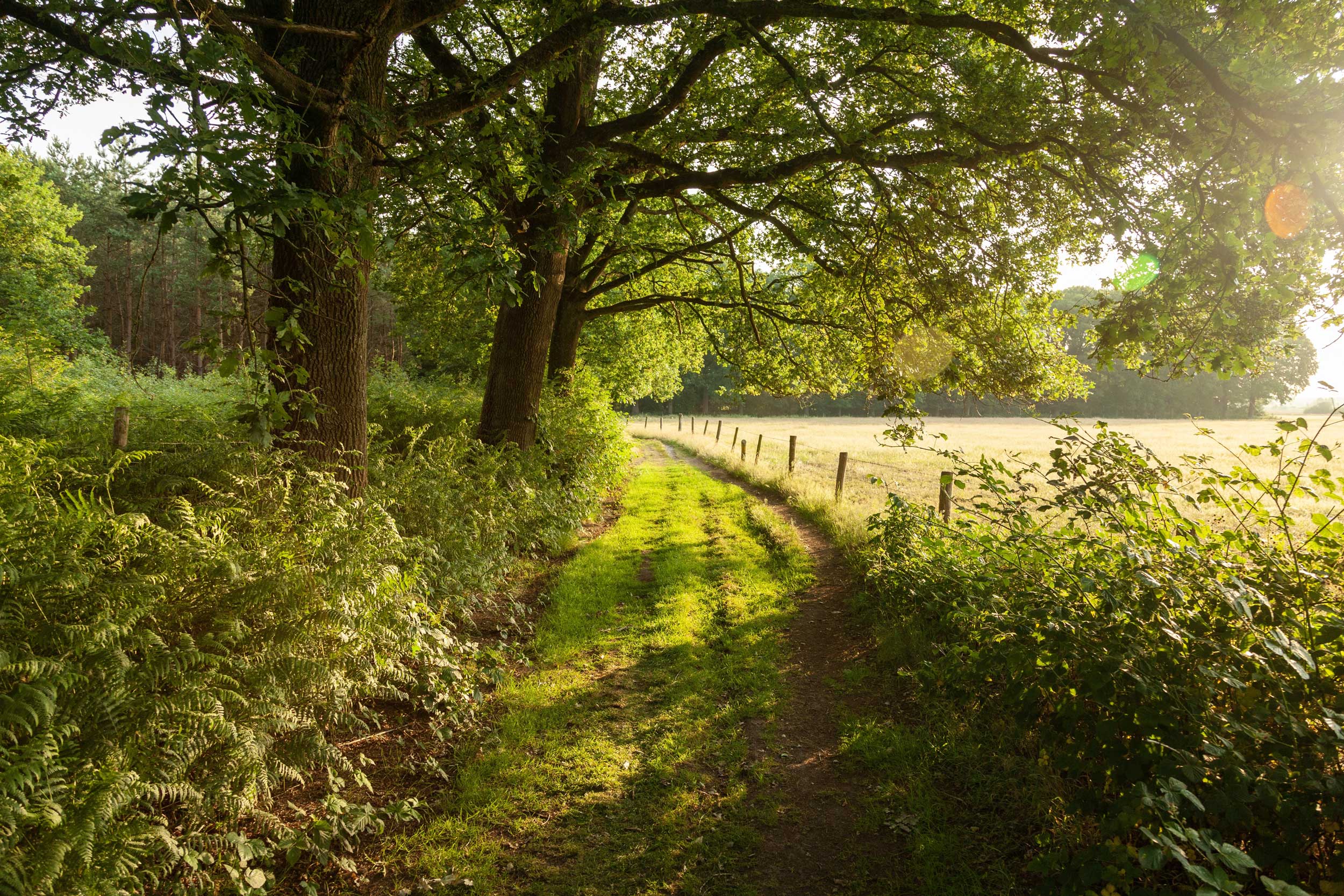 Feldweg mit Sonne