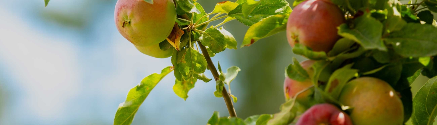 Apfelbaum