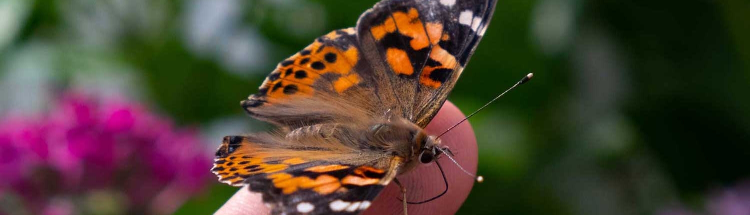 Schmetterling auf Hand