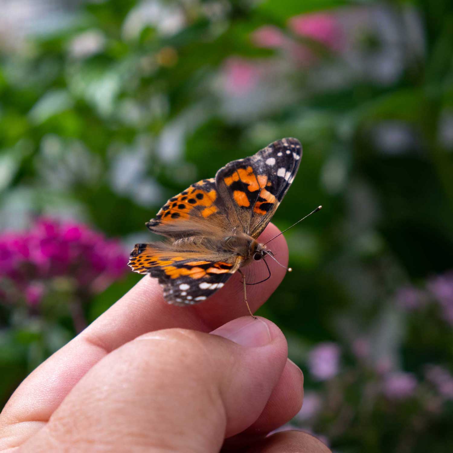 Schmetterling auf Hand