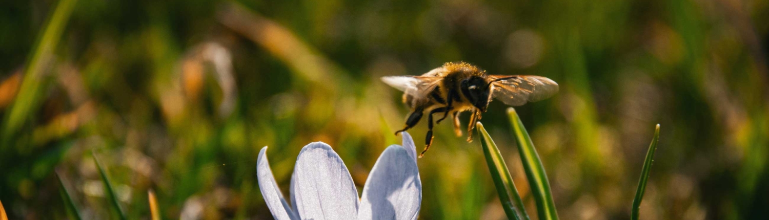 Bienenstart