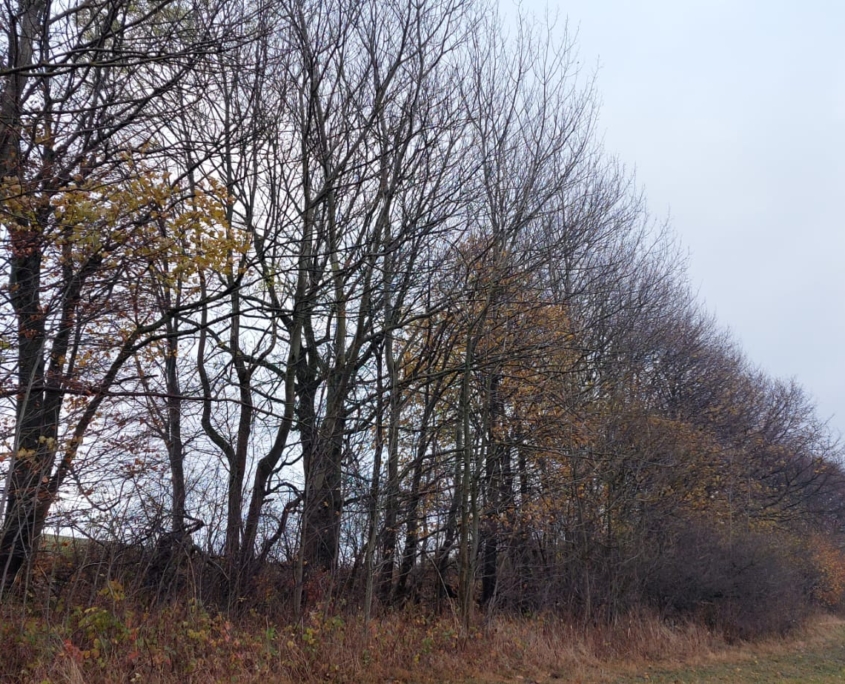 IMG-20231123-WA0010
